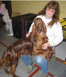 Irish Setter on Lap - We love our dogs.